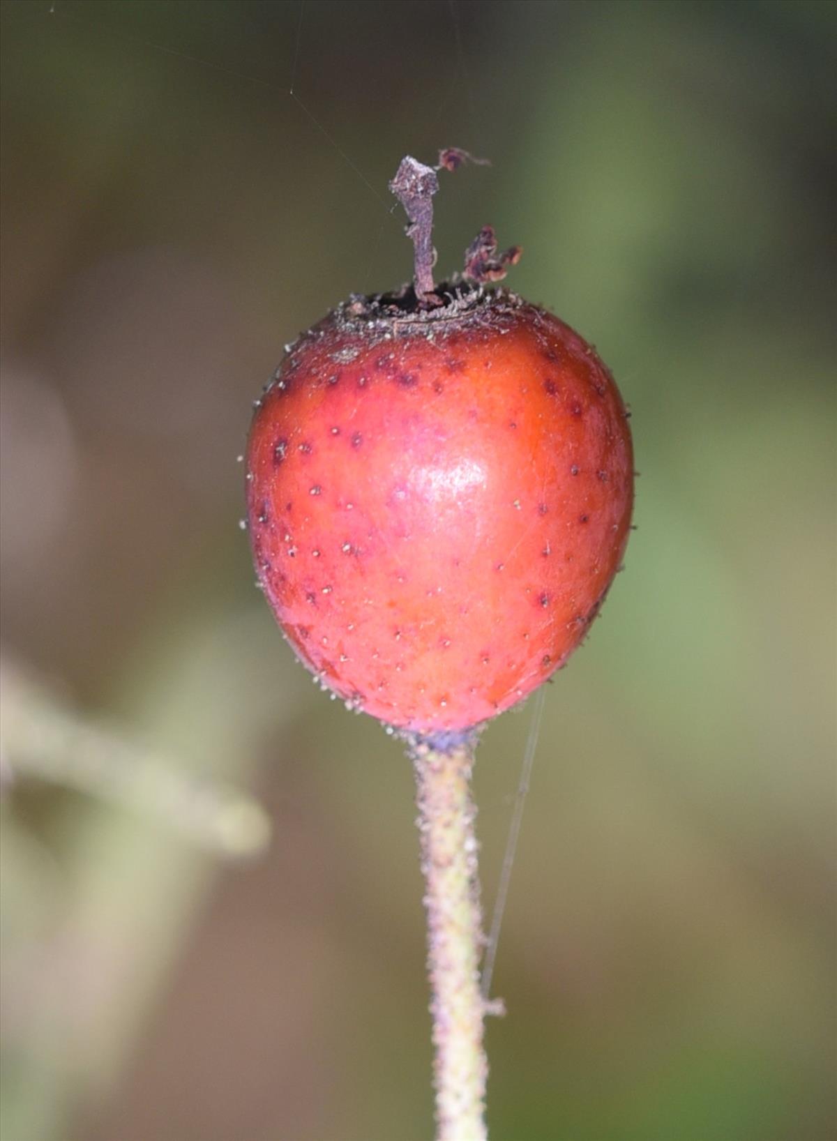 Rosa arvensis (door Jan Klinckenberg)